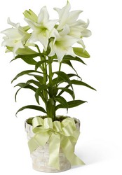 Easter Lily Plant from Lloyd's Florist, local florist in Louisville,KY